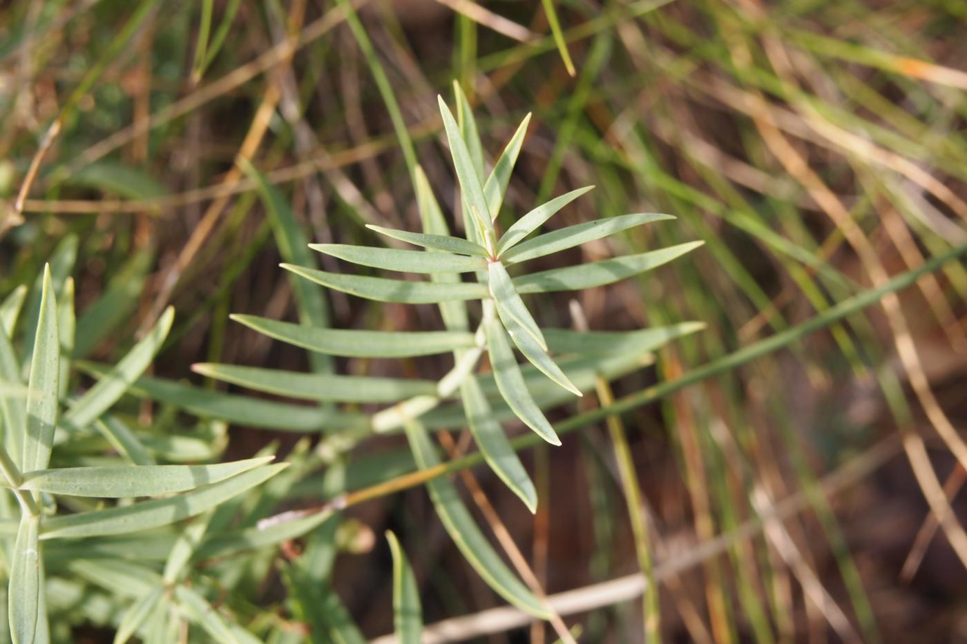 Valerian, Mauve leaf